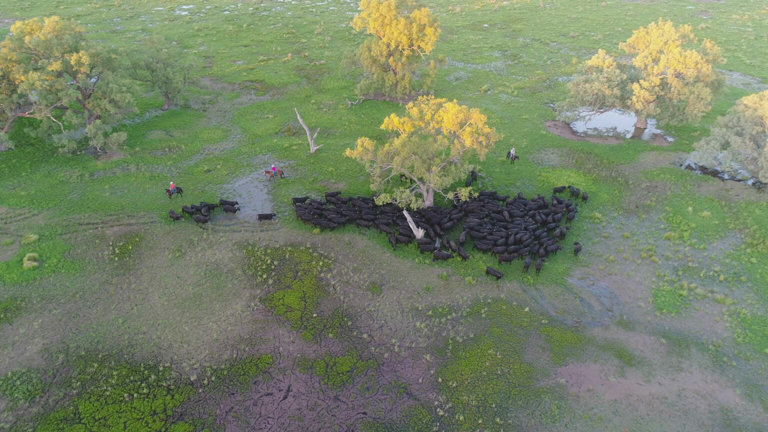 The-hall-family-muster-cattle-through-the-marshes-credit-mandy-mckeesick-1536x864