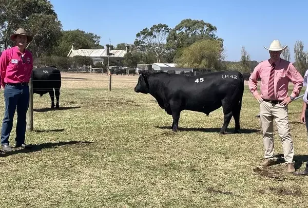 Te Mania Angus managers Sam Reid and Edward Gubbins, Hexham, Elders stud stock manager Ross Milne and guest auctioneer Brian Leslie, Nagambie, with the top-priced bull, which was bought by TRT Pastoral Group for $45,000. Picture by Monique Patterson